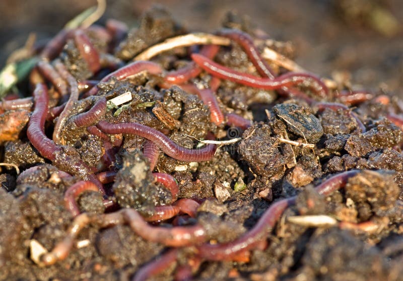 Endlosschrauben im Gartenschmutz lizenzfreies stockfoto Endlosschrauben im Gartenschmutz lizenzfreies stockfoto