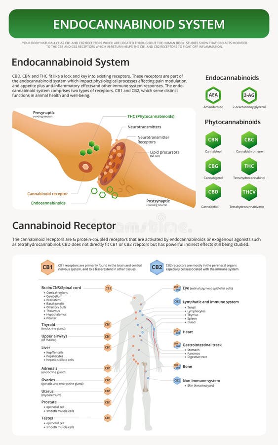 Endocannabinoid System Chart - Human CBD Receptor vertical textbook infographic royalty free illustration Endocannabinoid System Chart - Human CBD Receptor vertical textbook infographic royalty free illustration