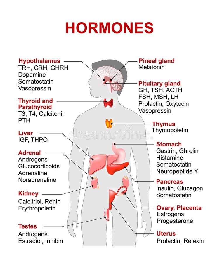 Endocrino glándula a hormonas.