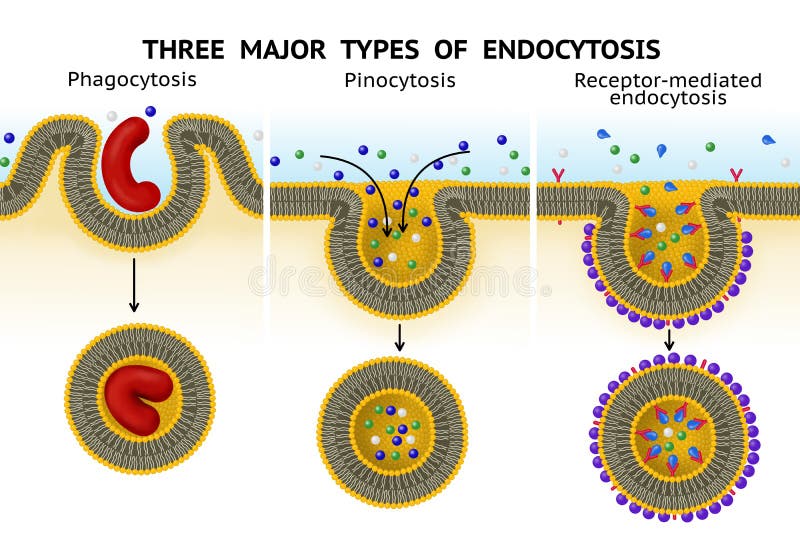 Phagocytosis, pinocytosis and receptor-mediated endocytosis. Cell membrane. Vacuole. Vesicle. Lipid bilayer. Phagocytosis, pinocytosis and receptor-mediated endocytosis. Cell membrane. Vacuole. Vesicle. Lipid bilayer