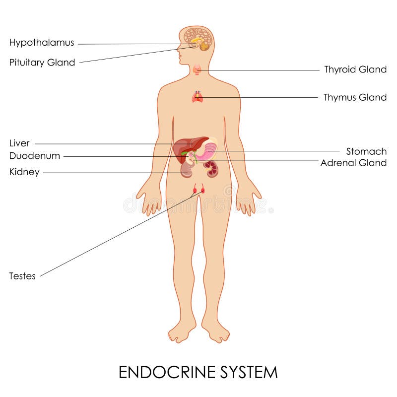 Endokrin körtelsystem royaltyfri illustrationer Endokrin körtelsystem royaltyfri illustrationer