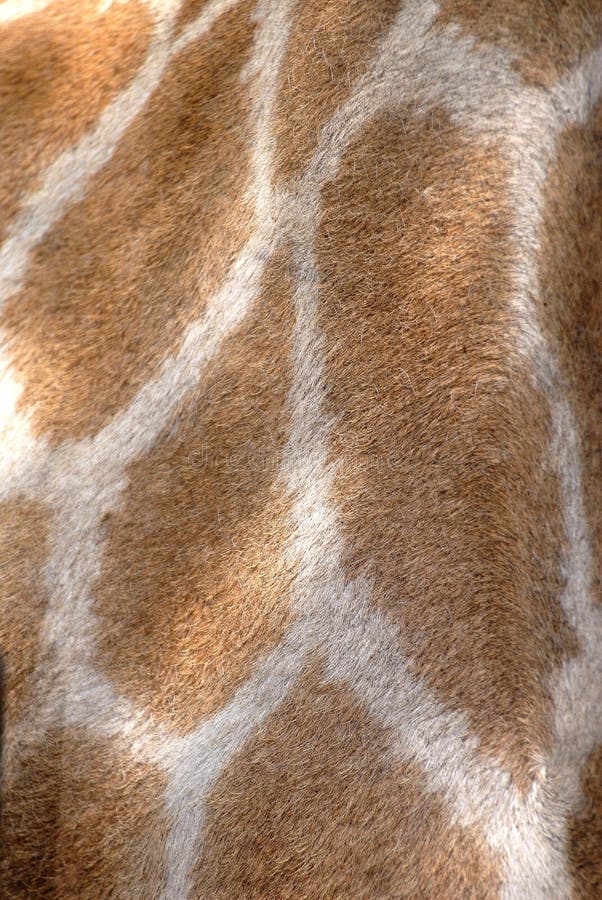 Endroits de giraffe, Afrique du Sud photos libres de droits Endroits de giraffe, Afrique du Sud photos libres de droits