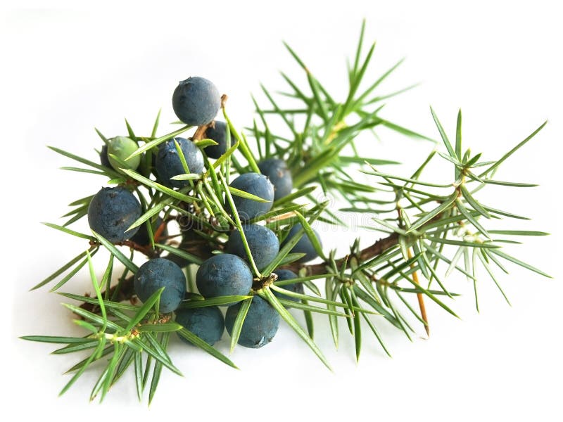 Enebro común (Juniperus communis) fotografía de archivo Enebro común (Juniperus communis) fotografía de archivo