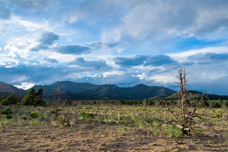 USA, Nevada, Nye County, Monitor Range. A burnt juniper tree on a burned area below Table Mountain. USA, Nevada, Nye County, Monitor Range. A burnt juniper tree on a burned area below Table Mountain