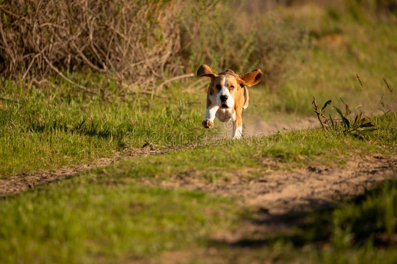 Energetic spotted beagle running forward with ears wide open on a green field royalty free stock images
