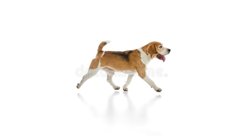 Energetic young purebred pet, funny beagle running with open mouth expressing happiness and playfulness against white royalty free stock photos