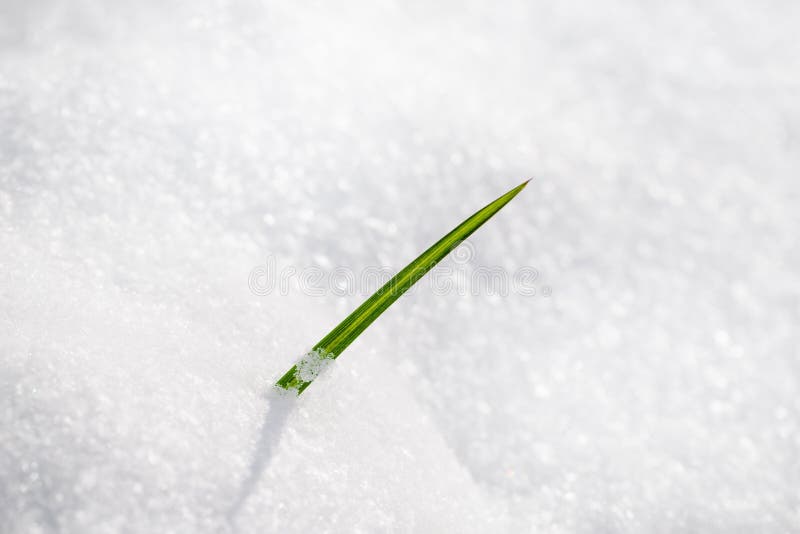 Stubborn grass stock image. Image of grey, cargo, perspective - 9621555