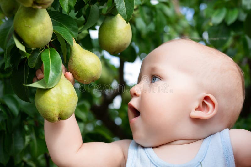Enfant prenant les poires mûres au verger en automne Petit garçon voulant manger du fruit doux de l'arbre dans le jardin à la réc image stock Enfant prenant les poires mûres au verger en automne Petit garçon voulant manger du fruit doux de l'arbre dans le jardin à la réc image stock
