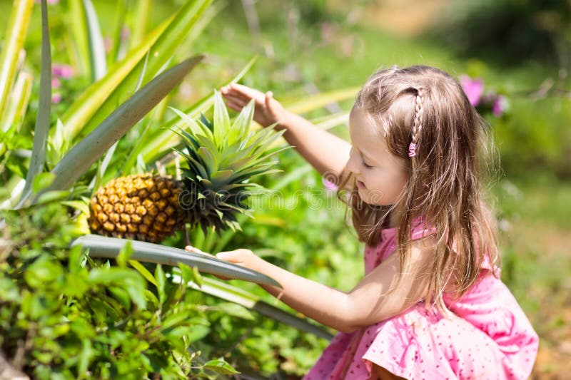 Enfant sur la plantation de fruit d'ananas photos libres de droits Enfant sur la plantation de fruit d'ananas photos libres de droits