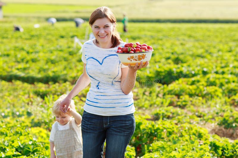 Enfantez et son peu d'enfant d'enfant à la ferme organique de fraise photo stock Enfantez et son peu d'enfant d'enfant à la ferme organique de fraise photo stock