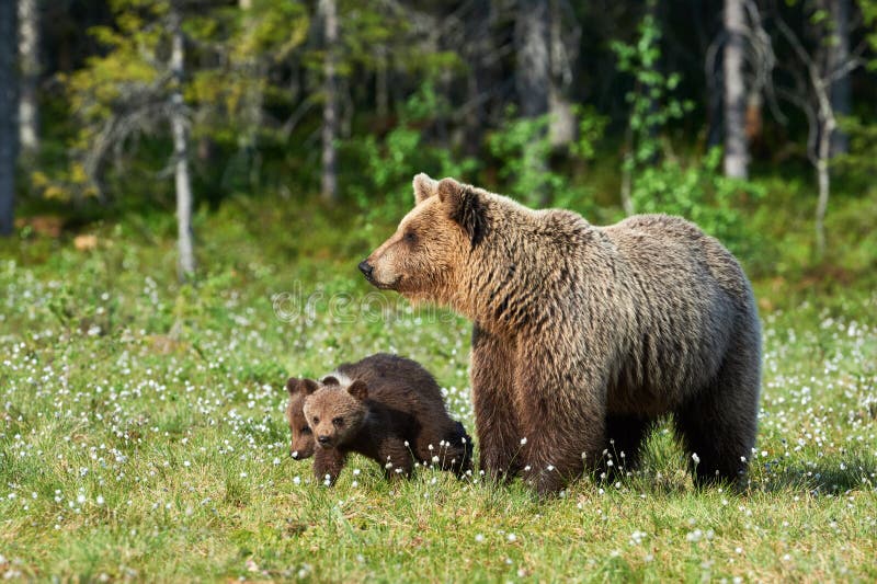 Enfantez les arctos d'Ursus d'ours brun et ses petits animaux photo stock Enfantez les arctos d'Ursus d'ours brun et ses petits animaux photo stock