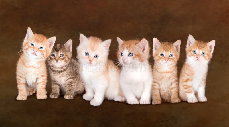 Enfants de mêmes parents de chaton photographie stock libre de droits Enfants de mêmes parents de chaton photographie stock libre de droits