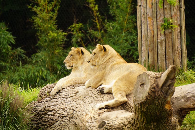 Enfants de mêmes parents de lion au zoo de Cincinnati photo stock Enfants de mêmes parents de lion au zoo de Cincinnati photo stock