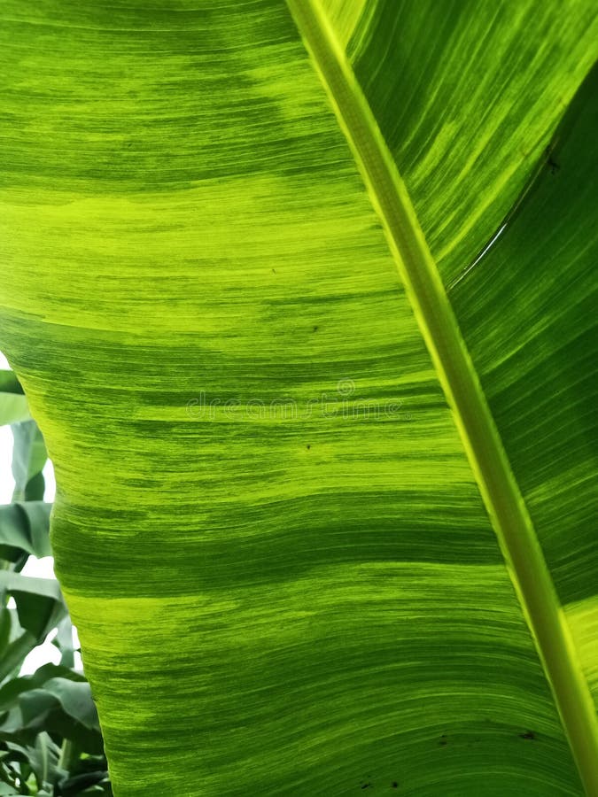 Enfermedad De La Hoja De Banana Foto de archivo Imagen de sunlight