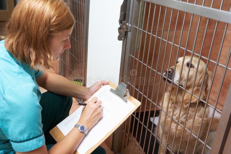 Enfermeira veterinária Checking On Dog na gaiola imagem de stock