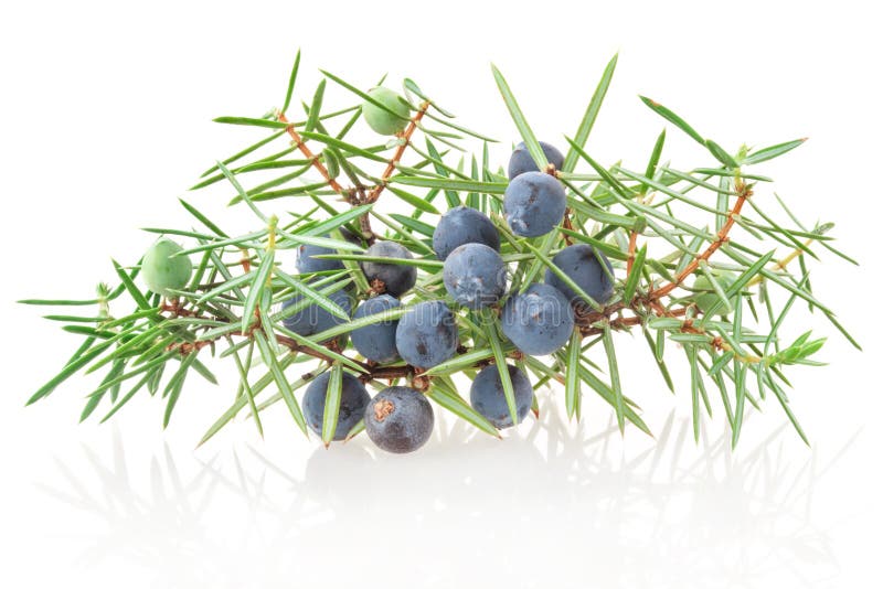 Juniper branch with berries on white background. Juniper branch with berries on white background