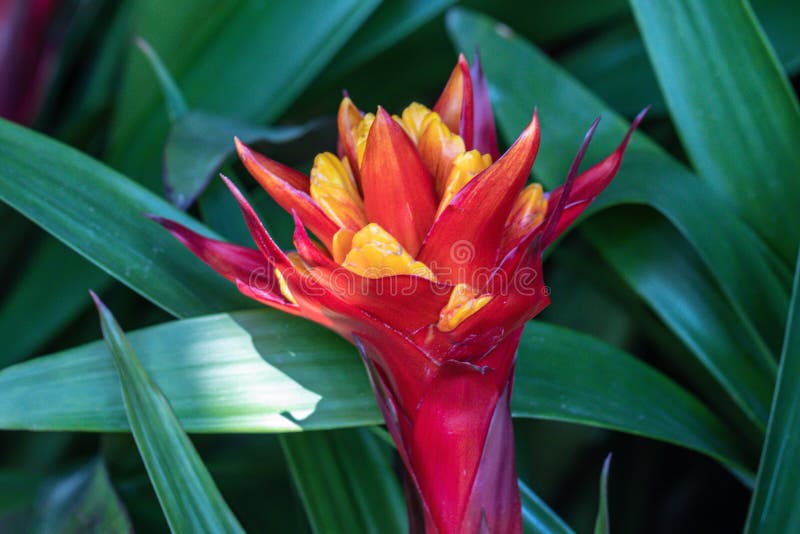 Enfoque Selectivo Planta Tropical Bromeliad Vriesea Cerco De La Flor De  Bromeliad Roja O Aechmea En Un Jardín Imagen de archivo - Imagen de adorne,  hoja: 173249387