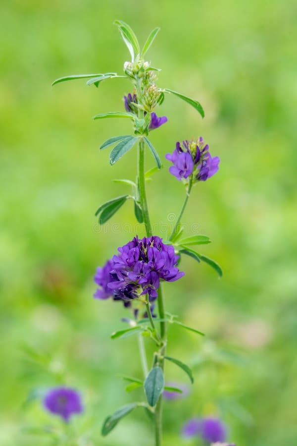 Flor De Alfalfa Azul Con Semillas Como Fondo Medicago Sativa Semillas De Alfalfa Y Flores De Alfalfa Frescas Alfalfa Azul Imagen de archivo - Imagen de herbario, primer: 197369351 Flor De Alfalfa Azul Con Semillas Como Fondo Medicago Sativa Semillas De Alfalfa Y Flores De Alfalfa Frescas Alfalfa Azul Imagen de archivo - Imagen de herbario, primer: 197369351