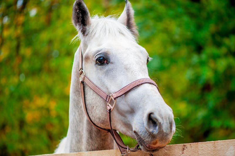 Cavalo Que Olha Para Trás Na Frente Do Fundo Branco Foto Royalty Free,  Gravuras, Imagens e Banco de fotografias. Image 18179625