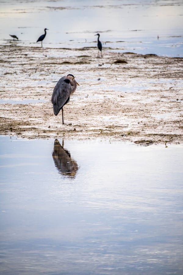 Enfärgad häger i den Sanibel ön, Florida arkivfoto Enfärgad häger i den Sanibel ön, Florida arkivfoto