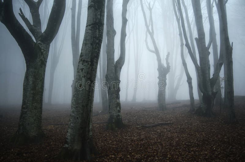 Eng achtervolgd Halloween-bos met verdraaide bomen stock foto's Eng achtervolgd Halloween-bos met verdraaide bomen stock foto's