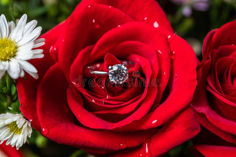Ring in Rose stock photo. Image of ring, diamond, marry - 35215722