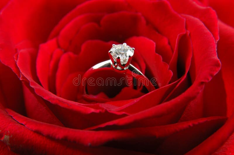 Engagement ring in red rose stock photos Engagement ring in red rose stock photos