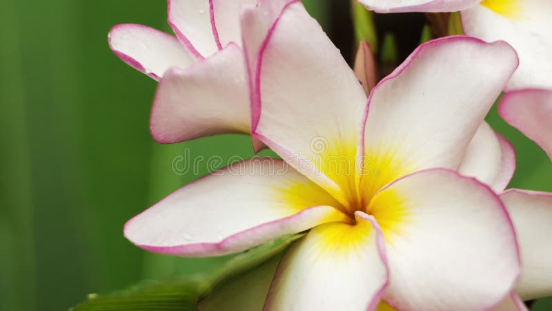 Enge Verbindung von lilac frangipani oder plumeria blume Bewegung, mit einigen aints darauf, flache tiefe Feld