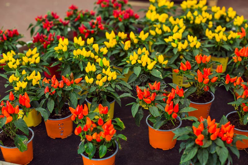 Enge Zierpfeffer in einem Gartenshaus Capsicum-Sortiment für Gartendekoration Herbst stockfotos Enge Zierpfeffer in einem Gartenshaus Capsicum-Sortiment für Gartendekoration Herbst stockfotos