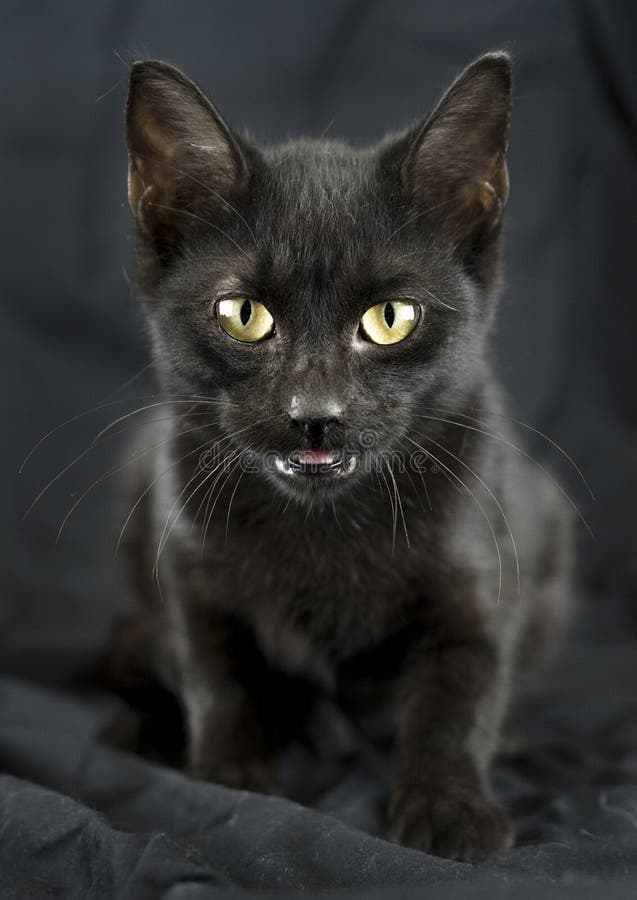 Enge zwarte kat stock afbeeldingen Enge zwarte kat stock afbeeldingen