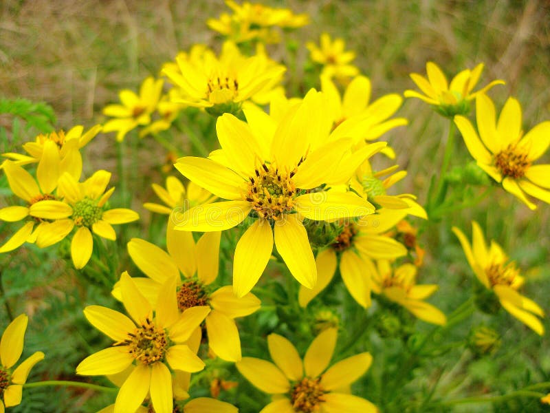 Engelmann`s Daisy Wildflowers, Engelmann Daisy, Cutleaf Daisy Engelmannia peristenia. Daisy top view stock images, royalty-free photos and pictures