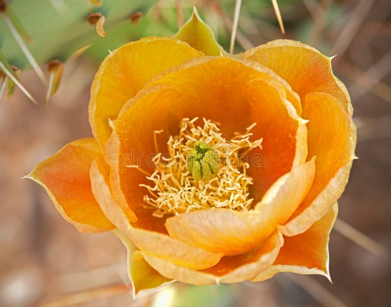 Engelmann's Prickly Pear royalty free stock photos