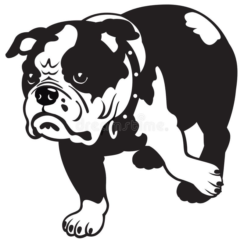 Engels buldog zwart wit vector illustratie Engels buldog zwart wit vector illustratie