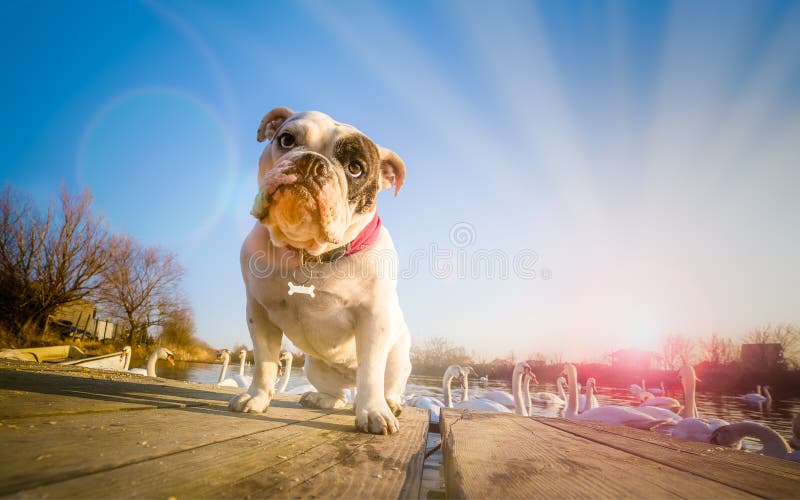 Engels buldogportret op meer stock fotografie Engels buldogportret op meer stock fotografie