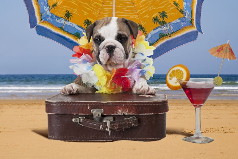 Engels Buldogpuppy onder strandparaplu stock fotografie Engels Buldogpuppy onder strandparaplu stock fotografie