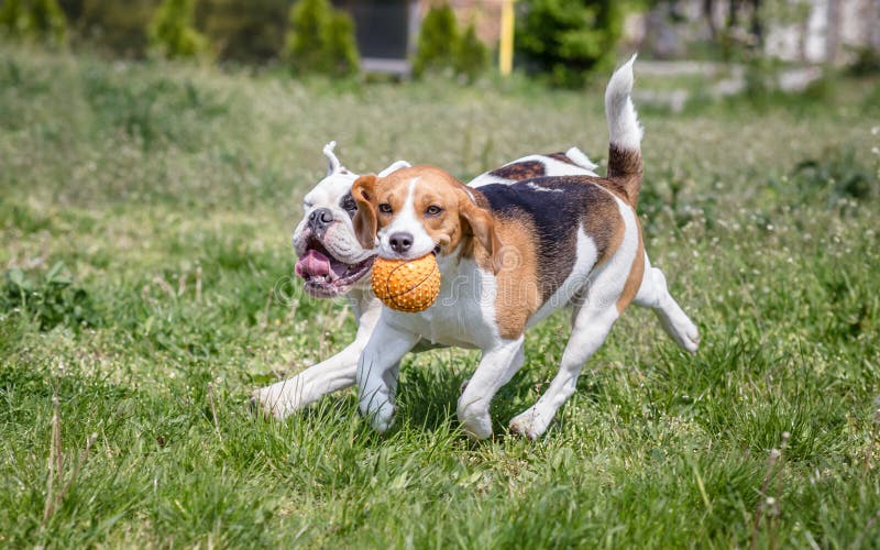 Engelse Buldog en Brakhond royalty-vrije stock afbeeldingen Engelse Buldog en Brakhond royalty-vrije stock afbeeldingen