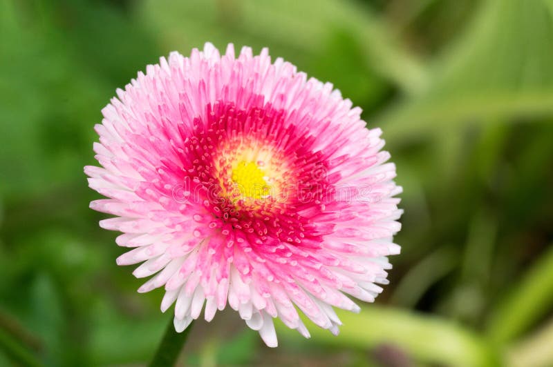 Engelse Daisy Pink Pom Pom Flower Stock Foto Image of nave, helder
