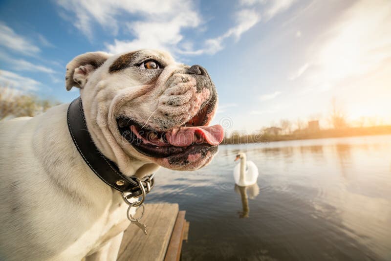 Engelsk bulldogg på semester royaltyfri fotografi Engelsk bulldogg på semester royaltyfri fotografi