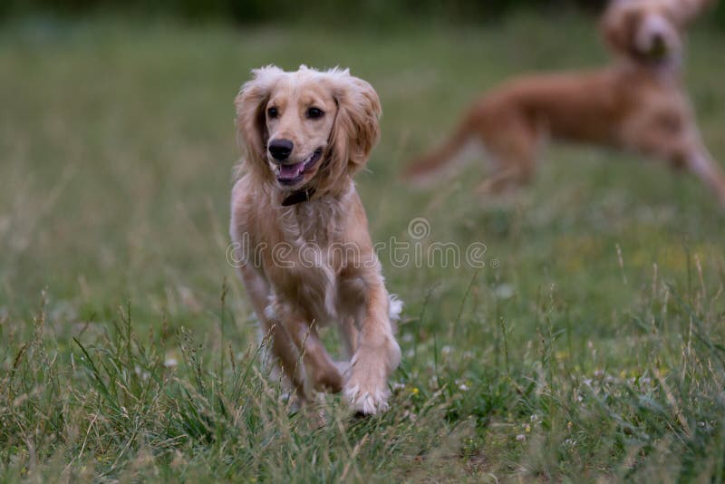 Engelsk cockerspanielspring Selektiv fokus på hunden royaltyfri foto Engelsk cockerspanielspring Selektiv fokus på hunden royaltyfri foto