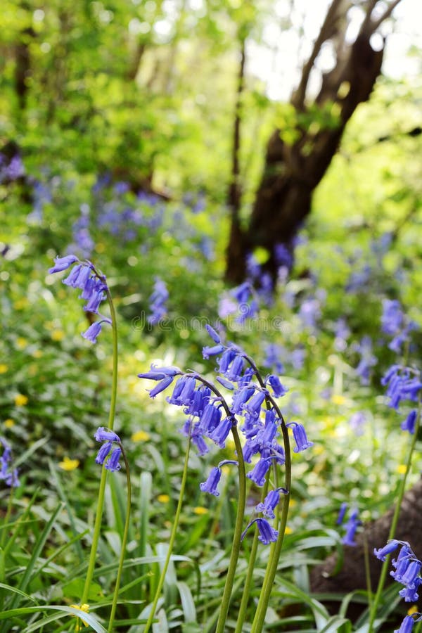 Engelska blåklockor på en bank av lösa blommor royaltyfria foton Engelska blåklockor på en bank av lösa blommor royaltyfria foton