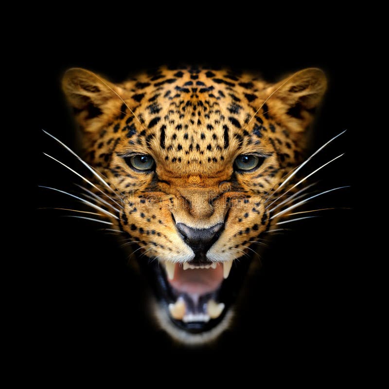 Enges, wütendes Leopardenportrait im Dunkeln