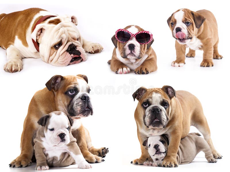 Englische Bulldogge stockfoto Englische Bulldogge stockfoto