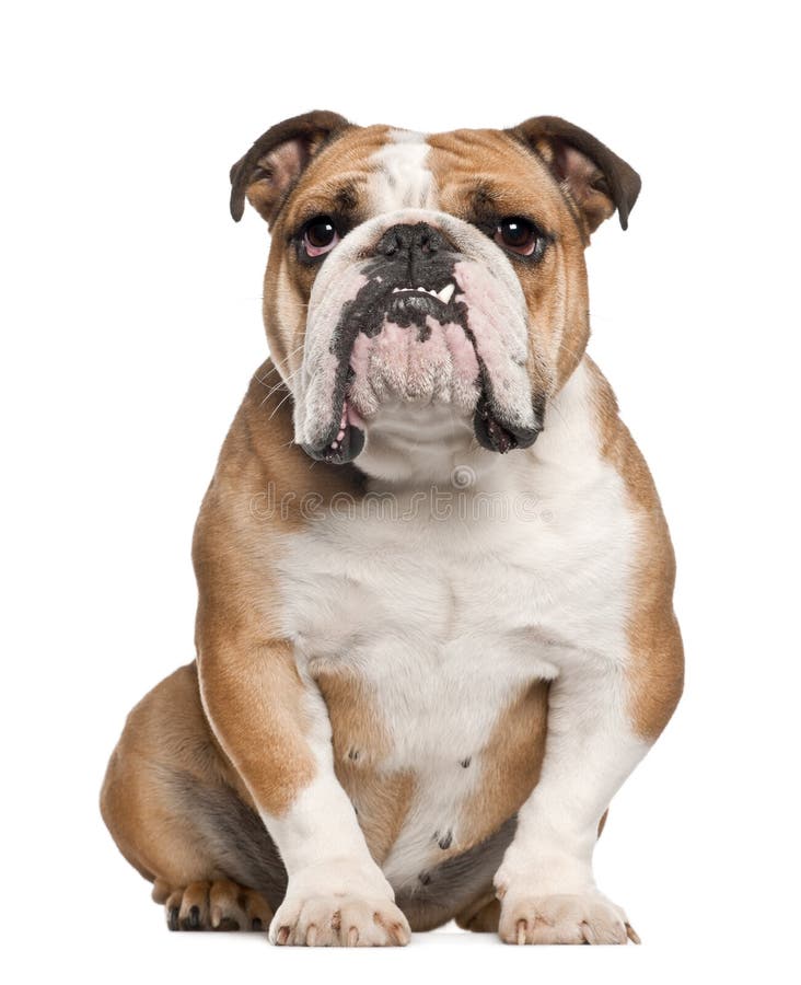 Englische Bulldogge, 5 Jahre alt, sitzend gegen weißen Hintergrund