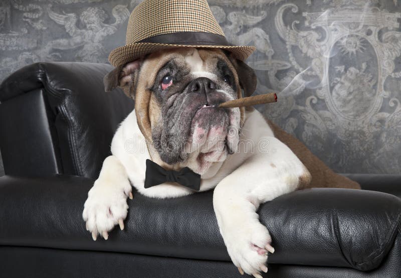 Englische Bulldogge mit einer Zigarre stockbild Englische Bulldogge mit einer Zigarre stockbild