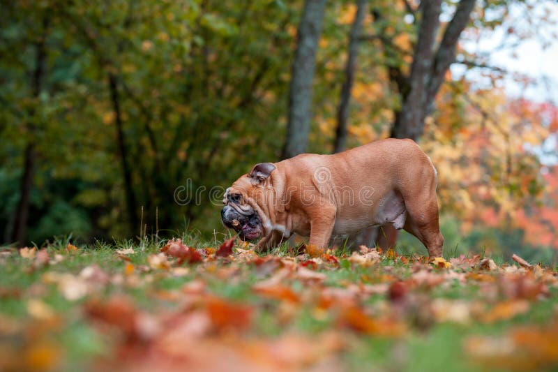 Englischer BulldoggenHund, Der Auf Dem Gras Mit NiederlassungsBaum Im