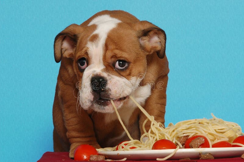 Englischer Bulldoggewelpe, der Isolationsschlauch isst lizenzfreie stockfotografie Englischer Bulldoggewelpe, der Isolationsschlauch isst lizenzfreie stockfotografie