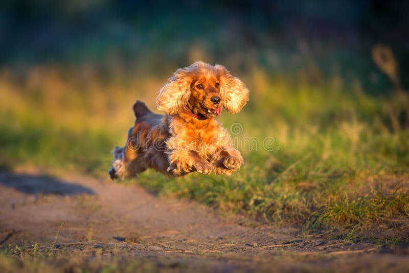 Englischer cocker spaniel-Lauf stockfoto Englischer cocker spaniel-Lauf stockfoto