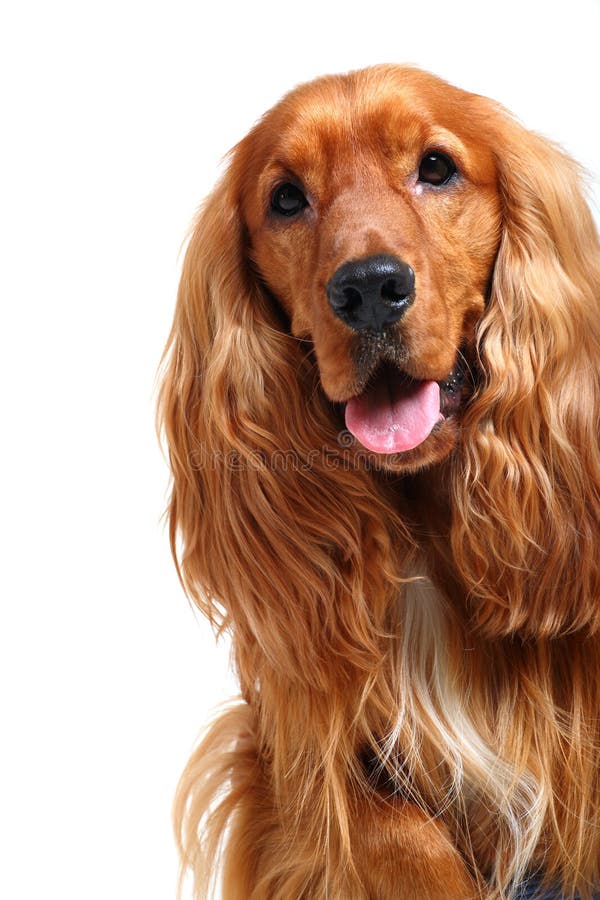 Englischer Cockerspaniel lizenzfreie stockbilder Englischer Cockerspaniel lizenzfreie stockbilder