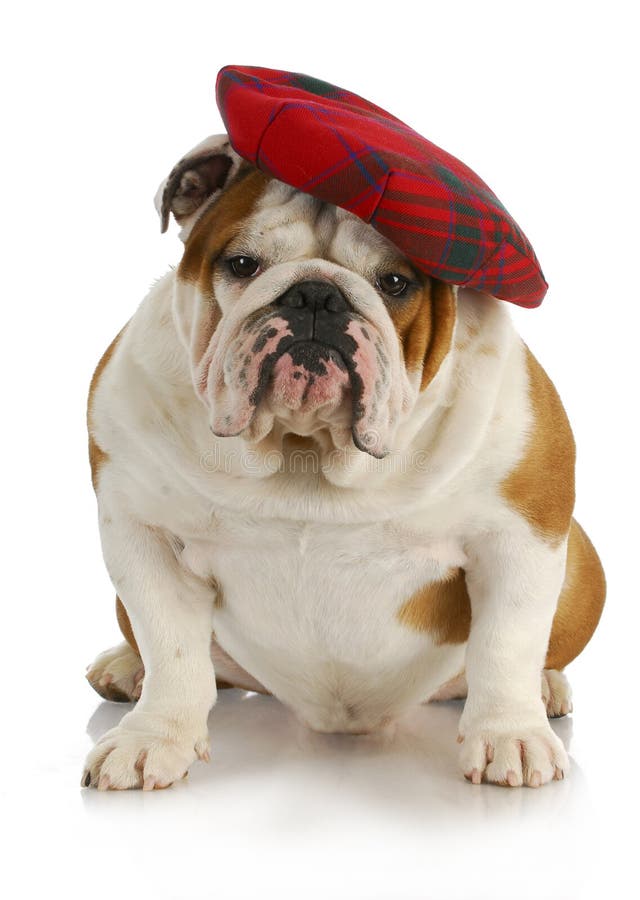 Englischer BullHund Mit Hut Und Sonnenbrillen Stockbild Bild von