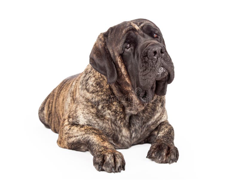 Englischer MastiffHund, Der Den Kopf Gekippt Legt Stockfoto Bild von